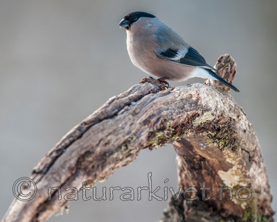 BB 09 0330 / Pyrrhula pyrrhula / Dompap